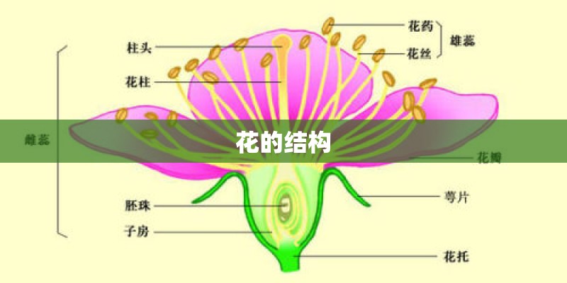 花的结构