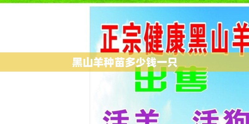 黑山羊种苗多少钱一只