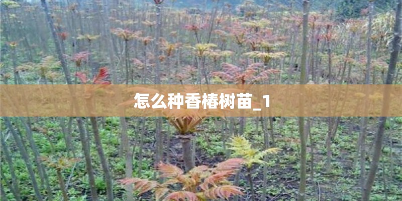 怎么种香椿树苗_1