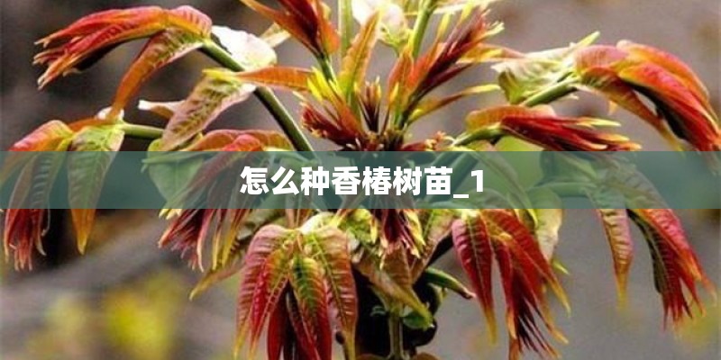 怎么种香椿树苗_1