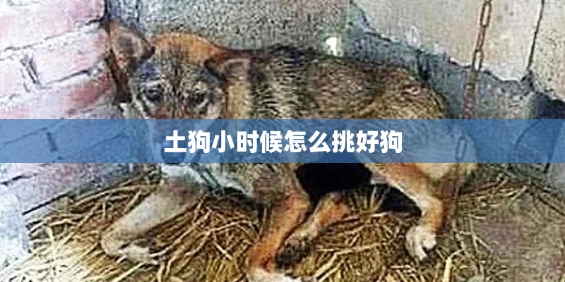 土狗小时候怎么挑好狗