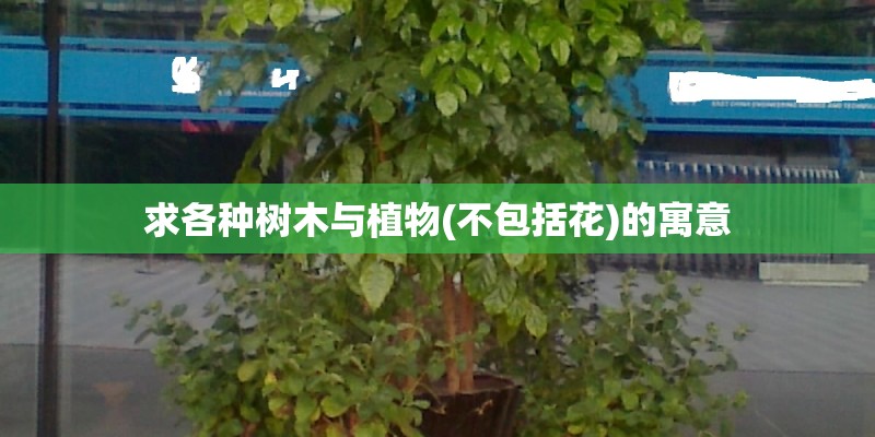 求各种树木与植物(不包括花)的寓意