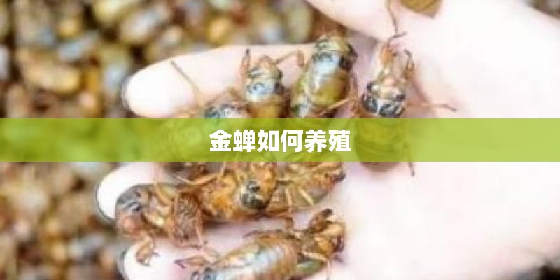 金蝉如何养殖
