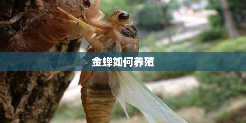 金蝉如何养殖
