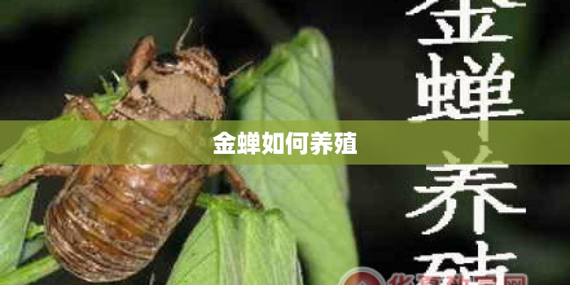 金蝉如何养殖