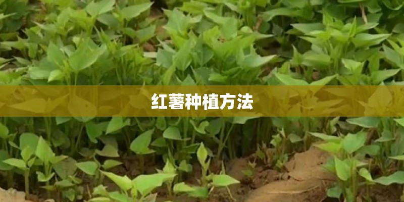 红薯种植方法