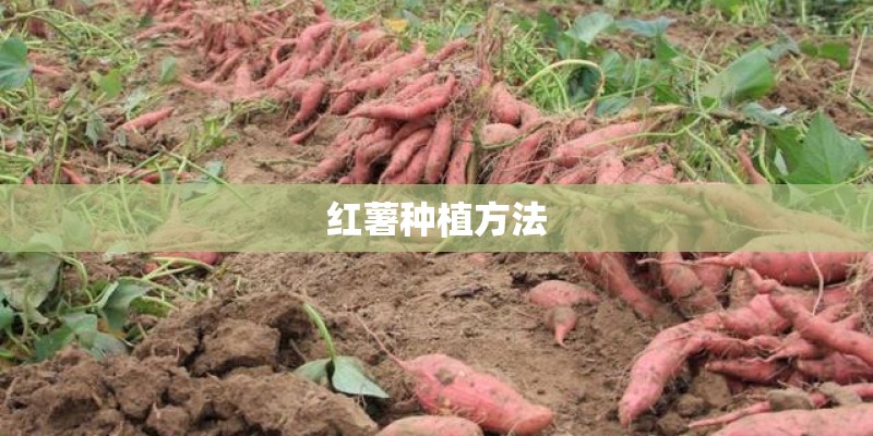 红薯种植方法