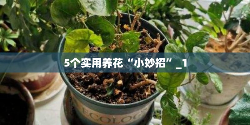 5个实用养花“小妙招”_1