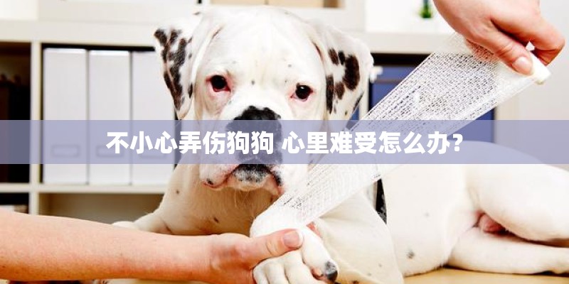 不小心弄伤狗狗 心里难受怎么办？