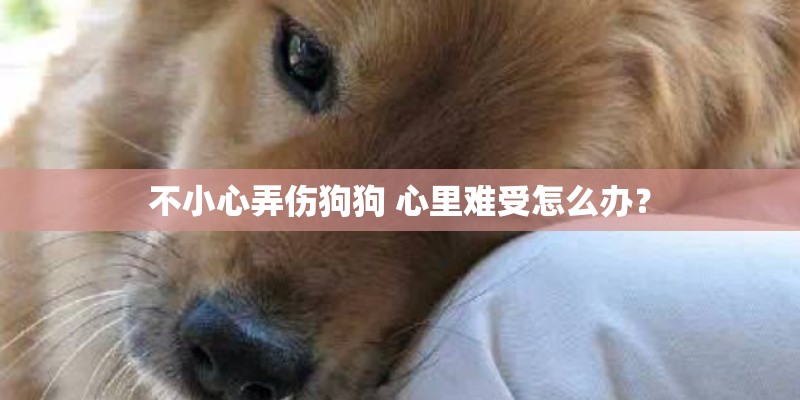 不小心弄伤狗狗 心里难受怎么办？
