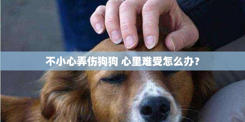 不小心弄伤狗狗 心里难受怎么办？