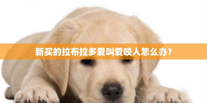 新买的拉布拉多爱叫爱咬人怎么办？