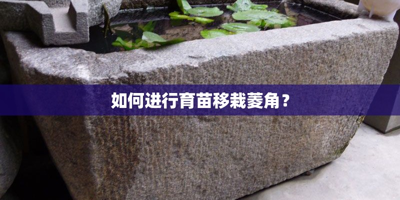 如何进行育苗移栽菱角？
