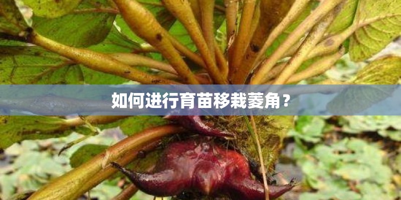 如何进行育苗移栽菱角？