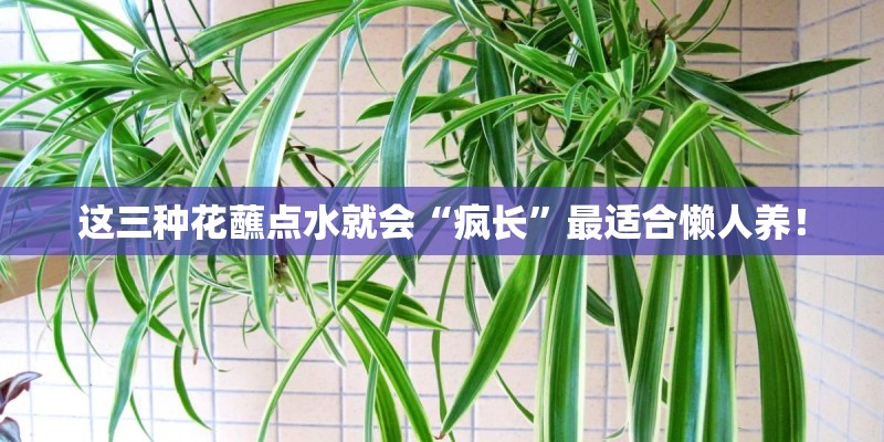 这三种花蘸点水就会“疯长”最适合懒人养！