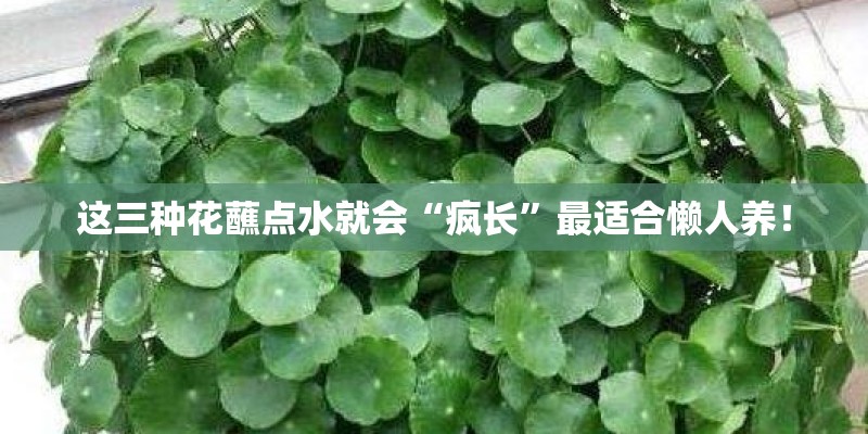 这三种花蘸点水就会“疯长”最适合懒人养！