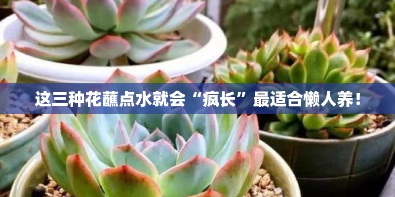这三种花蘸点水就会“疯长”最适合懒人养！
