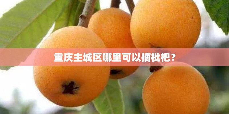 重庆主城区哪里可以摘枇杷？