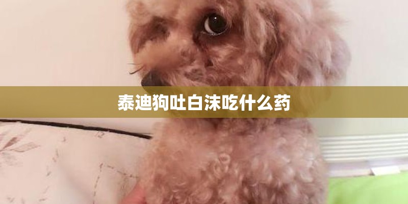 泰迪狗吐白沫吃什么药