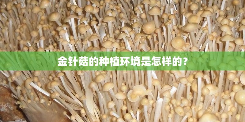 金针菇的种植环境是怎样的？
