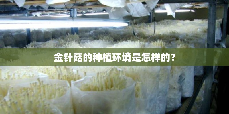 金针菇的种植环境是怎样的？