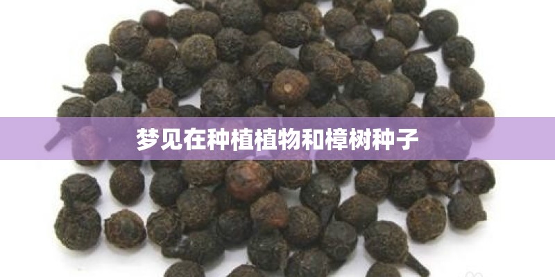 梦见在种植植物和樟树种子