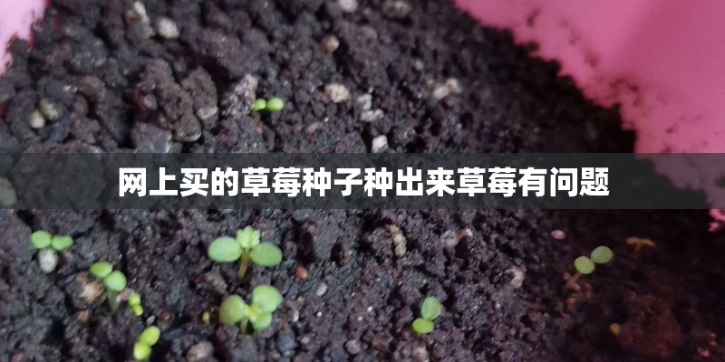 网上买的草莓种子种出来草莓有问题