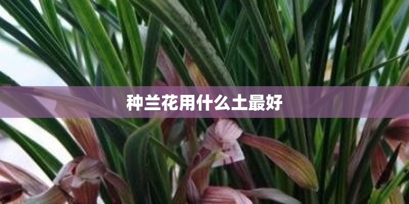 种兰花用什么土最好 种兰花用什么土最好