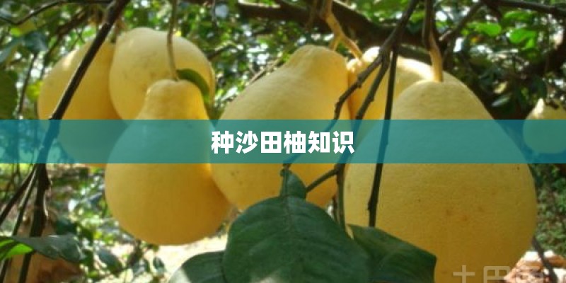 种沙田柚知识