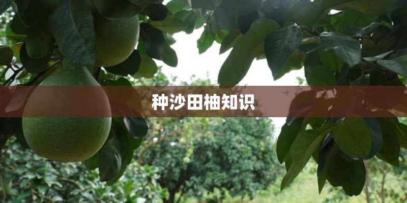 种沙田柚知识