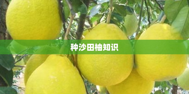 种沙田柚知识