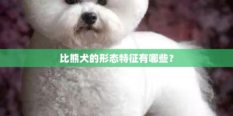 比熊犬的形态特征有哪些？