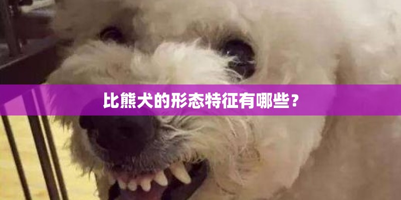 比熊犬的形态特征有哪些？