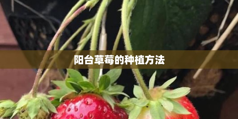 阳台草莓的种植方法