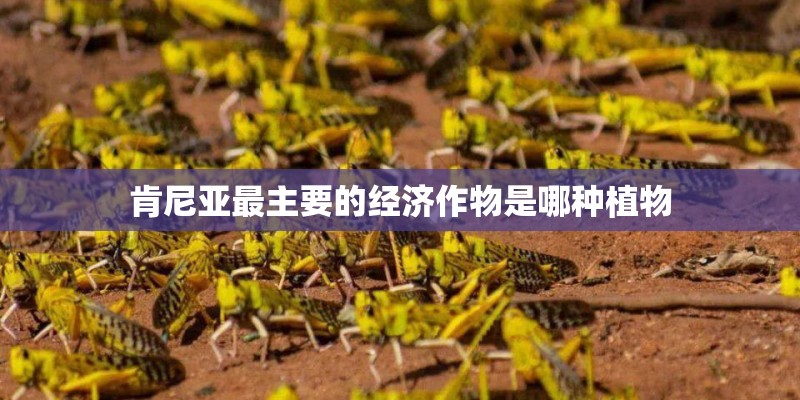 肯尼亚最主要的经济作物是哪种植物