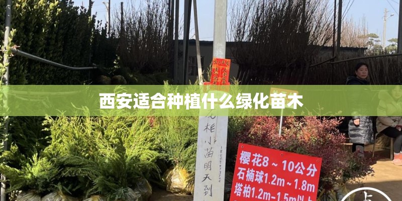 西安适合种植什么绿化苗木