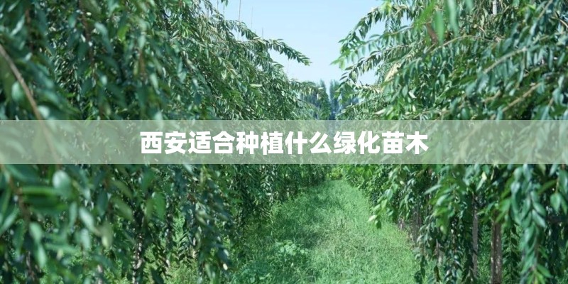 西安适合种植什么绿化苗木