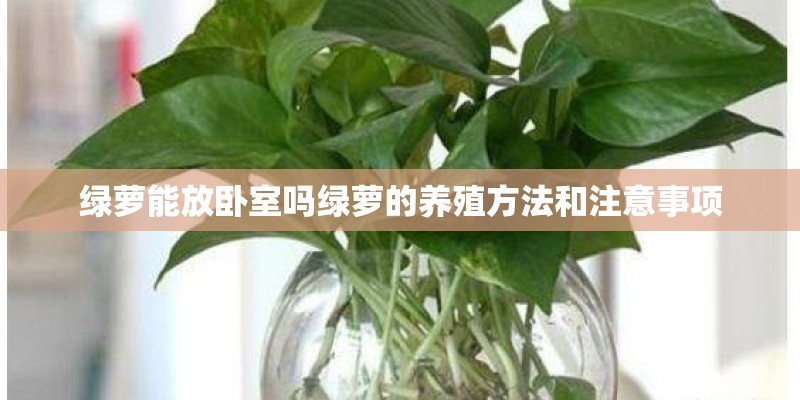 绿萝能放卧室吗绿萝的养殖方法和注意事项
