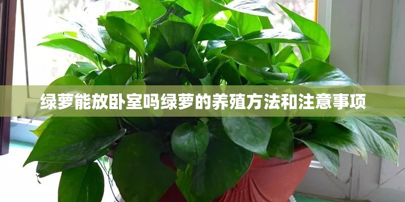 绿萝能放卧室吗绿萝的养殖方法和注意事项