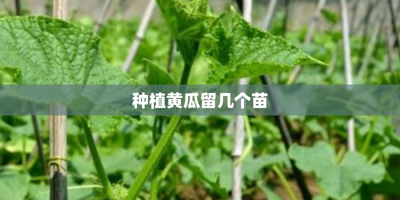 种植黄瓜留几个苗