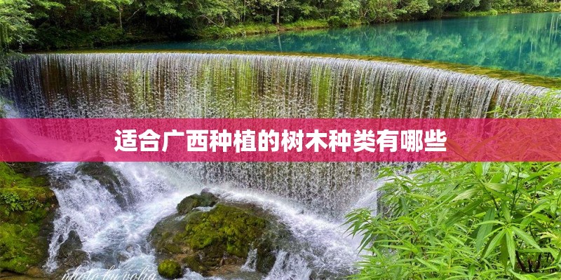 适合广西种植的树木种类有哪些