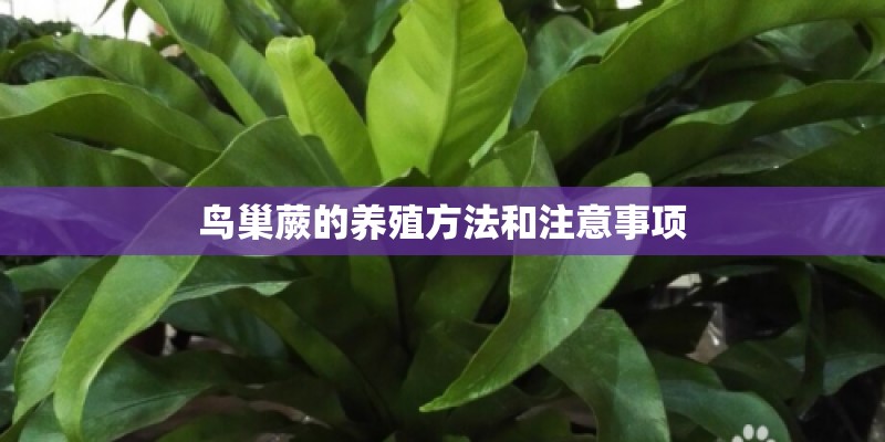 鸟巢蕨的养殖方法和注意事项 鸟巢蕨的养殖方法和注意事项