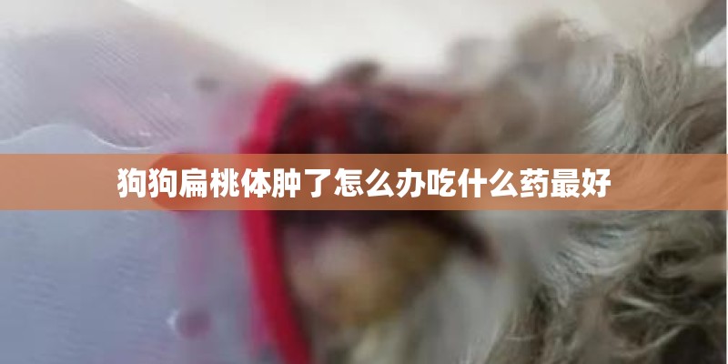 狗狗扁桃体肿了怎么办吃什么药最好