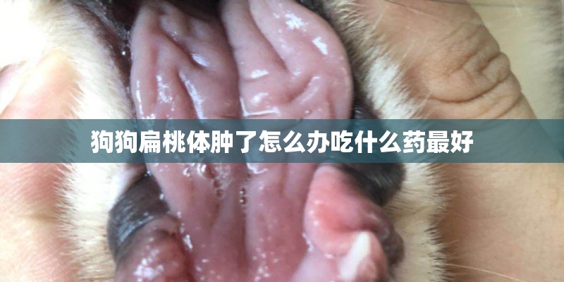狗狗扁桃体肿了怎么办吃什么药最好