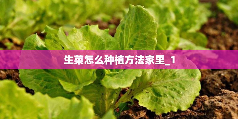 生菜怎么种植方法家里_1 生菜怎么种植方法家里_1