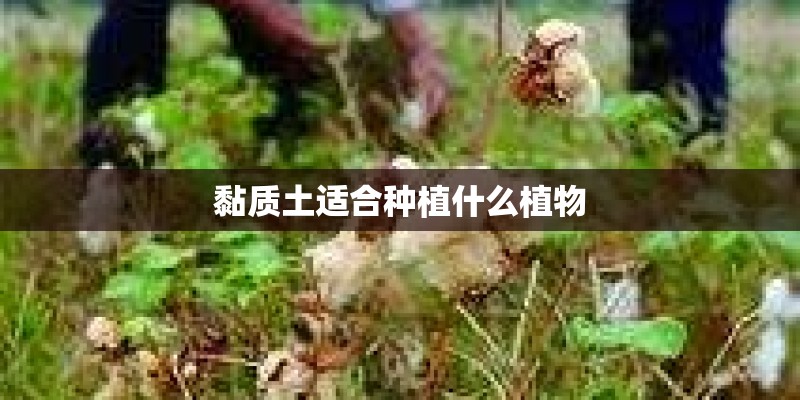黏质土适合种植什么植物
