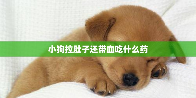 小狗拉肚子还带血吃什么药 小狗拉肚子还带血吃什么药