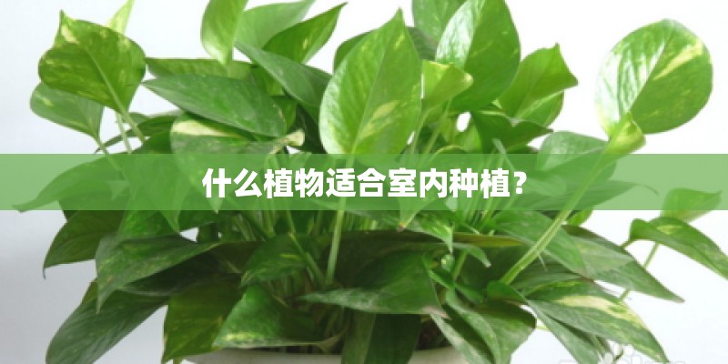 什么植物适合室内种植？
