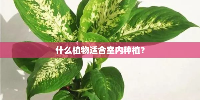 什么植物适合室内种植？