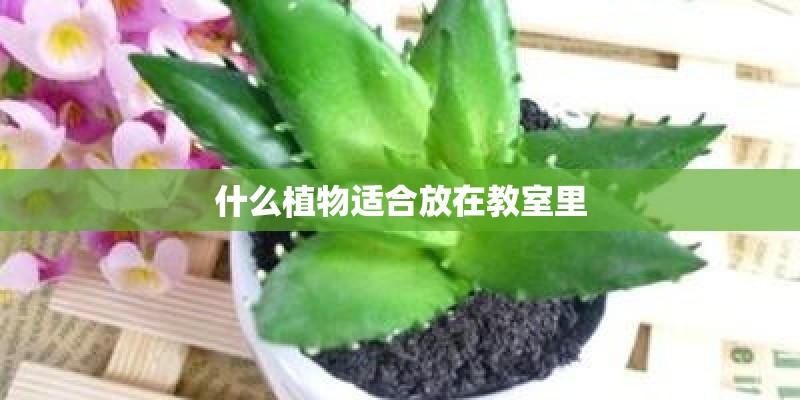 什么植物适合放在教室里